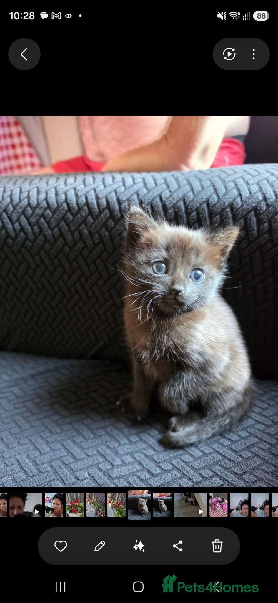 Mixed Breed cats Kitten - Advert 1