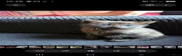 Mixed Breed cats for sale: Kitten - Advert 1