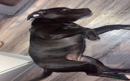 Cane Corso dogs for sale: Cane Corso puppy called “Baby” - Image 6