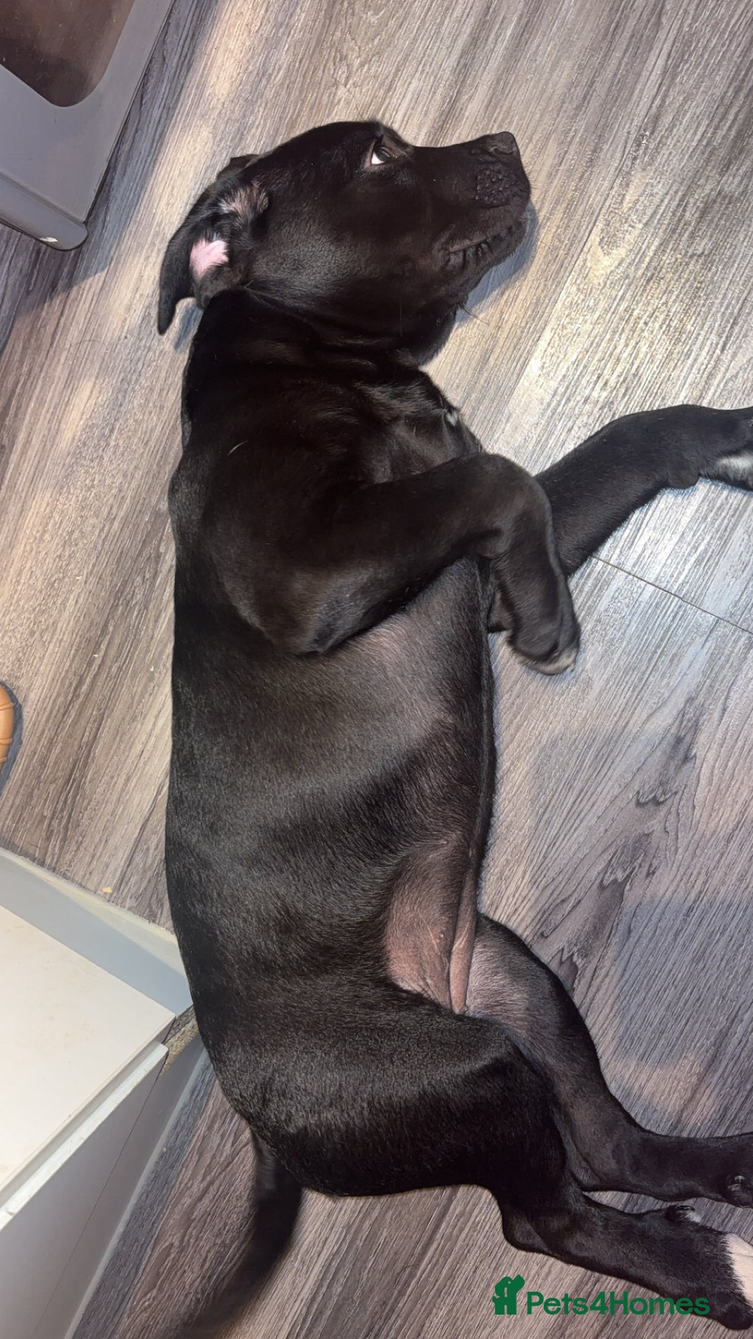 Cane Corso dogs for sale: Cane Corso puppy called “Baby” - Image 6