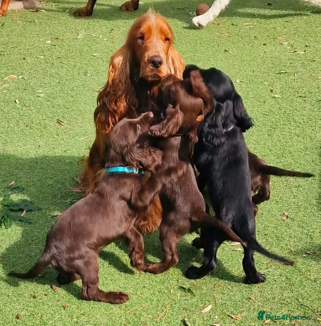Cocker Spaniel dogs for stud: Stunning KC reg Show Cocker Spaniel for stud in Newport - Advert 14