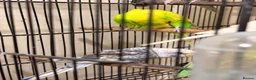 Budgerigars birds for sale: Budgies BW and Split BW - Advert 1