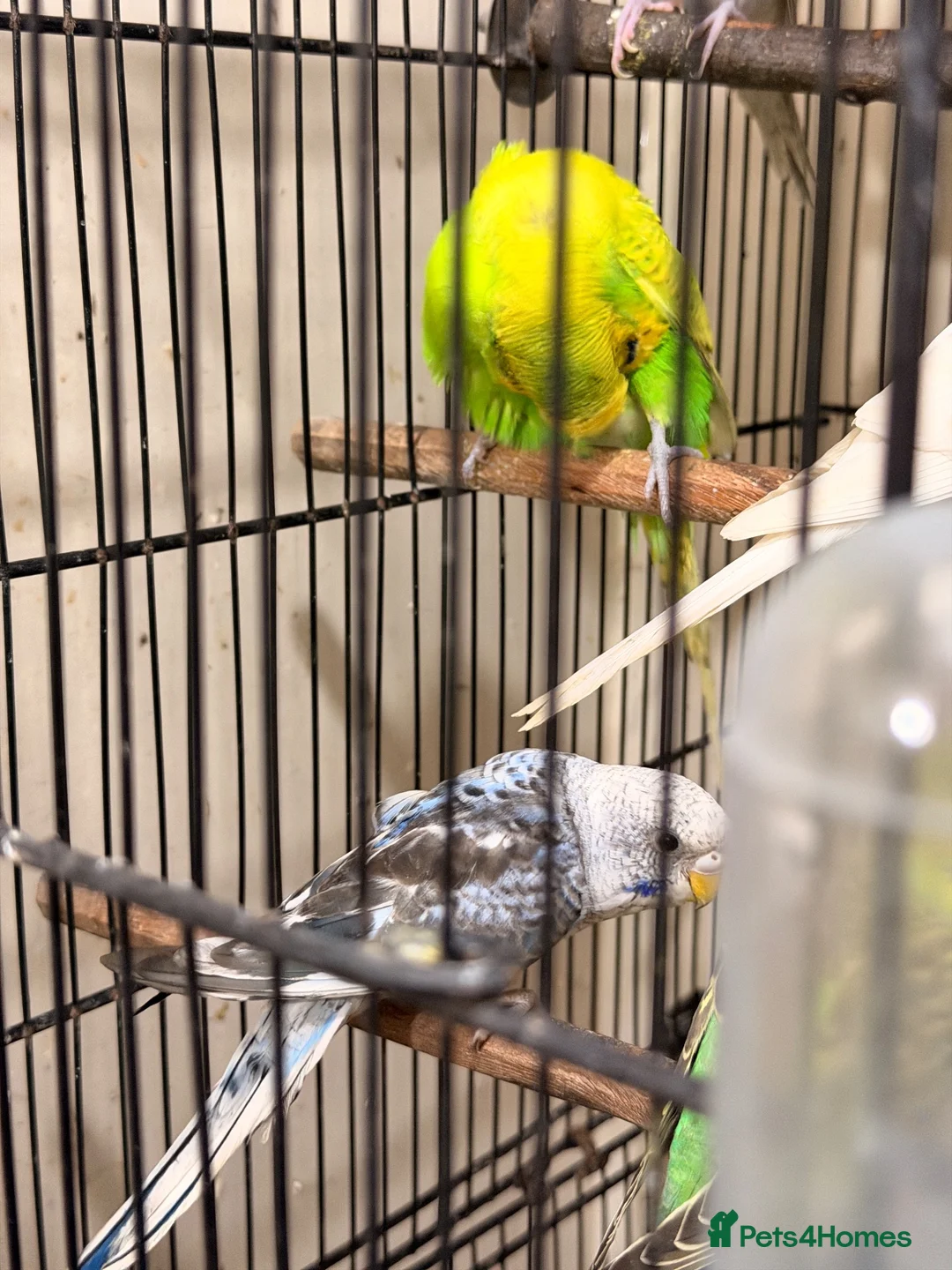 Budgerigars birds for sale: Budgies BW and Split BW - Advert 1