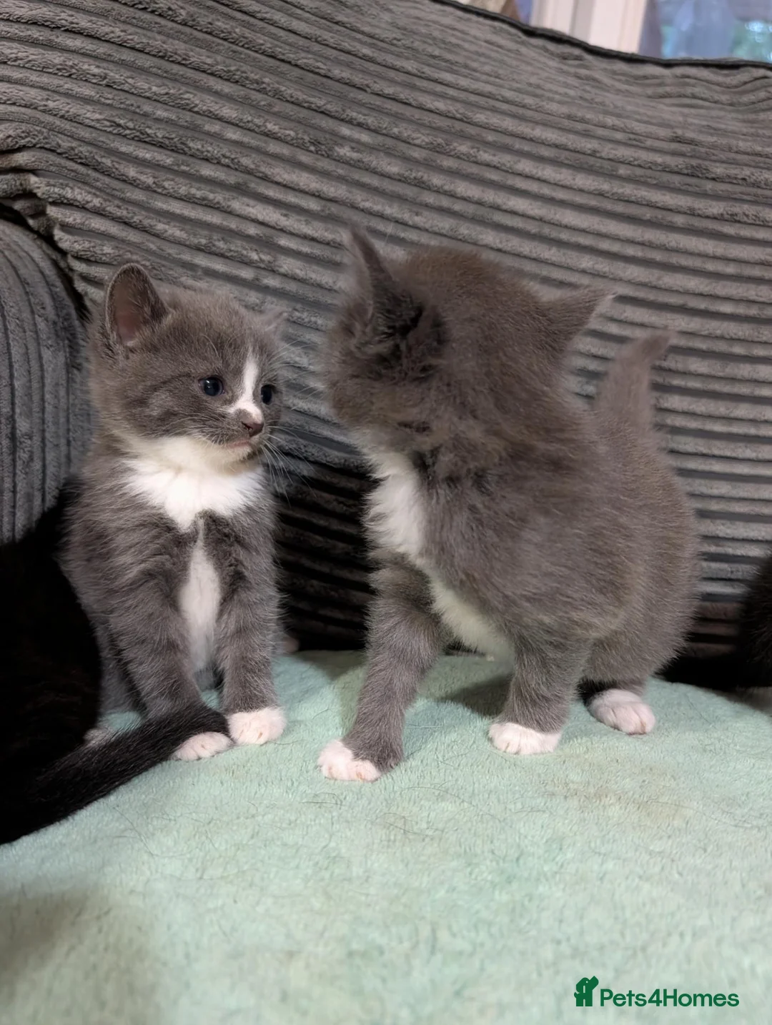 Russian Blue cats for sale: Beautiful Russian Blue Cross Kittens - Advert 7