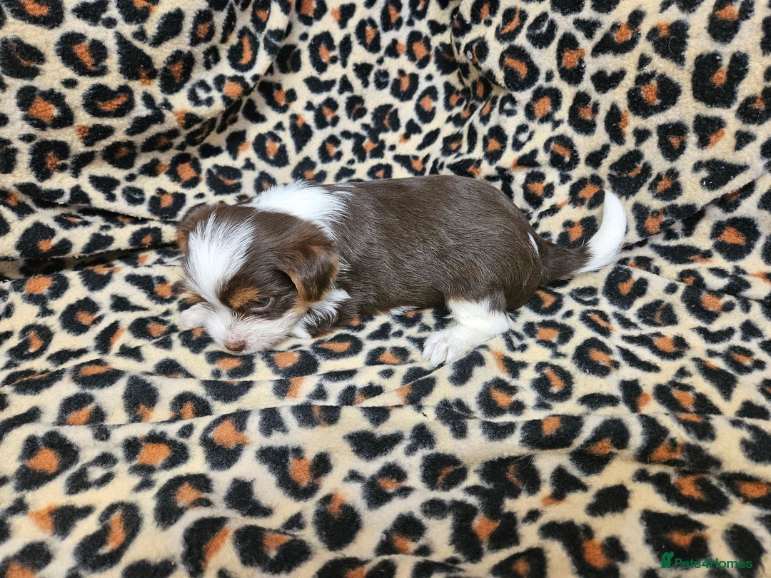 Yorkshire Terrier dogs for sale: 🤎 DNA tested parents 🤎 1 girl, 1 boy - Advert 15