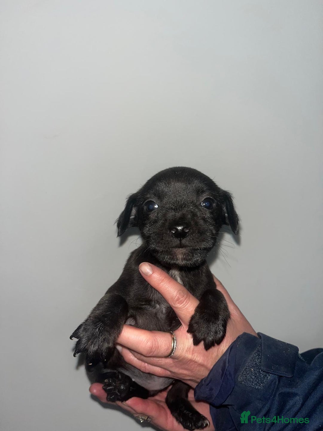 Mixed Breed dogs for sale: Lakeland Patterdale Working lines - Image 6