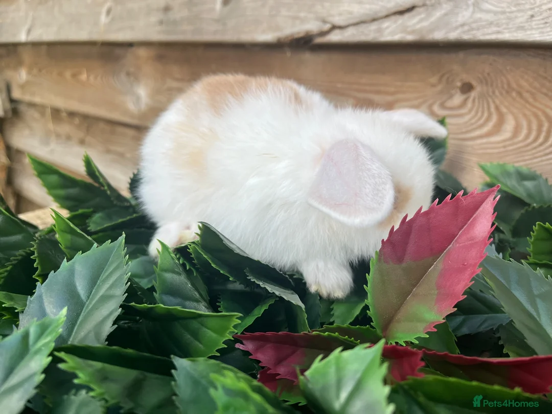 Mini Lion Lop rabbits for sale: Gorgeous Mini lion lops  - Advert 12