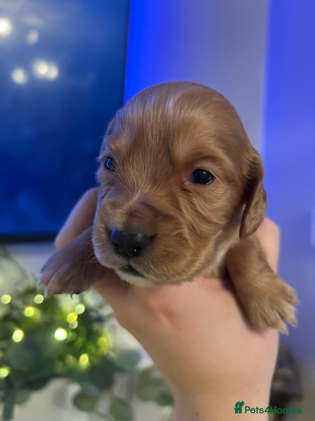 Cocker Spaniel dogs for sale: Cocker spaniel puppies  - Advert 15