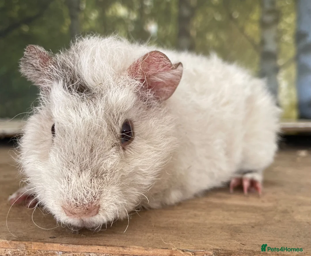Guinea Pig rodents for sale: Baby sow guinea pigs  - Advert 2