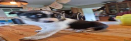 Border Collie dogs for sale: Beautiful Tri Coloured Collie Pups - Advert 6