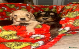 Cockapoo dogs for sale: F1 cockapoo puppies  - Image 10