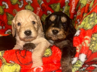 Cockapoo dogs - Advert 4