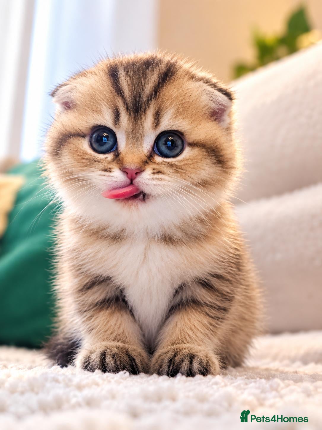Scottish Fold cats Scottish folds x british shorthair  - Advert 9