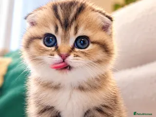 Scottish Fold cats Scottish folds x british shorthair - Advert 9
