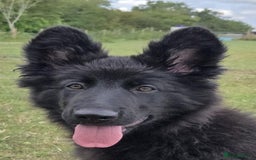German Shepherd dogs for sale: Dark German Shepherd Females - Image 17