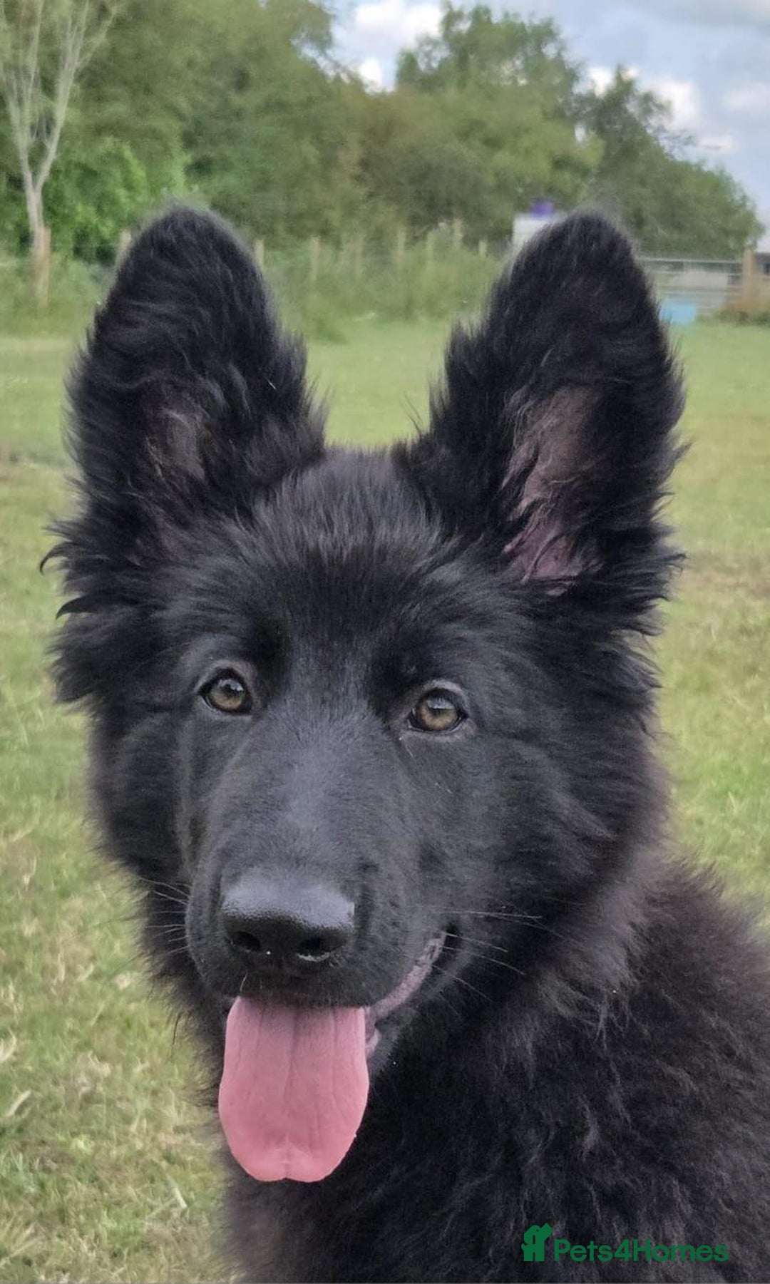 German Shepherd dogs for sale: Dark German Shepherd Females - Image 17