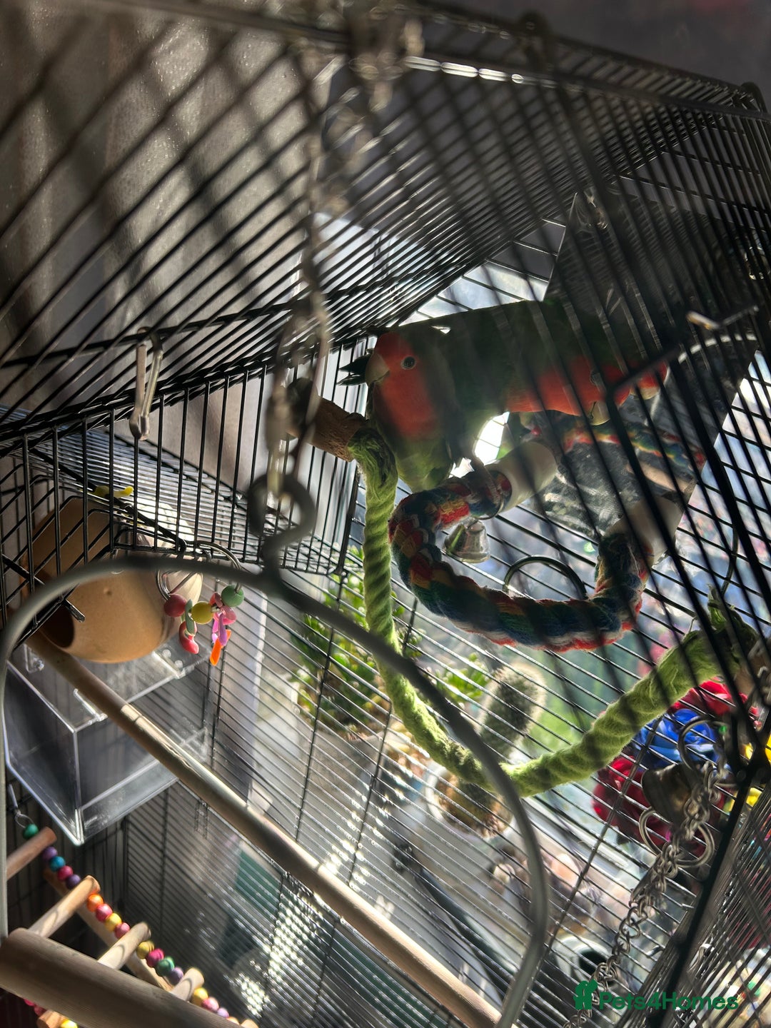 Lovebirds birds for sale: Love birds x2 plus’s cage and accessories - Image 4