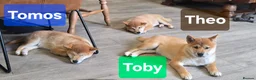 Japanese Shiba Inu dogs for sale: Foxy little shibas - Advert 9
