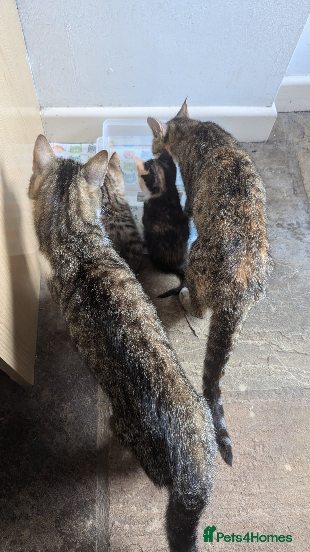 Mixed Breed cats for sale: Mixed Breed Kittens  - Image 9