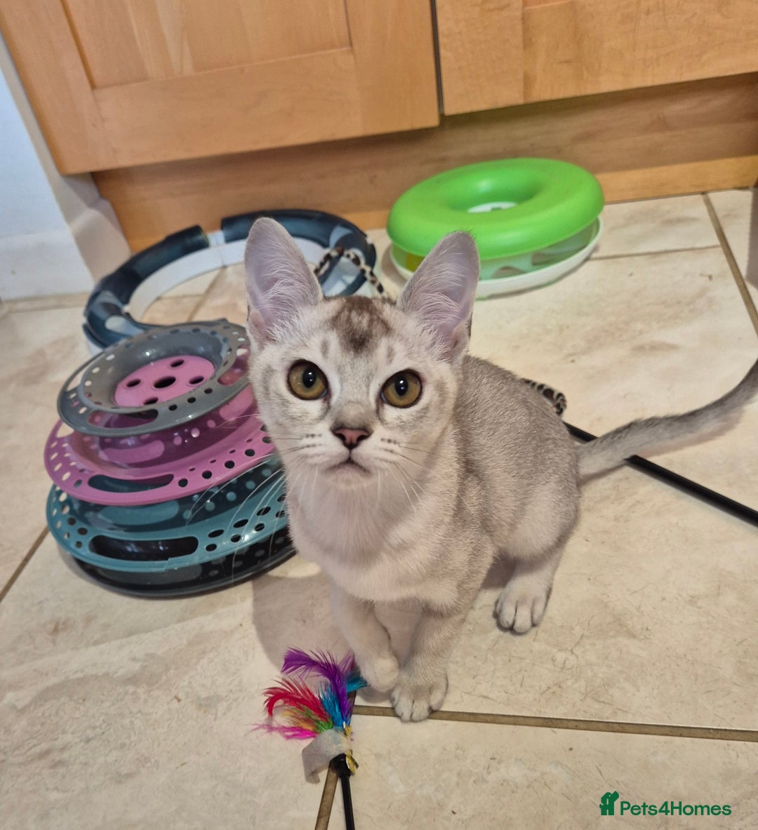 Burmilla cats for sale: Pedigree Burmilla Kittens - Advert 11