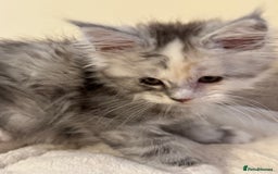 Maine Coon cats for sale: Perfect Maine Coon kittens from Shaded parents  - Image 2