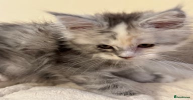 Maine Coon cats - Advert 2