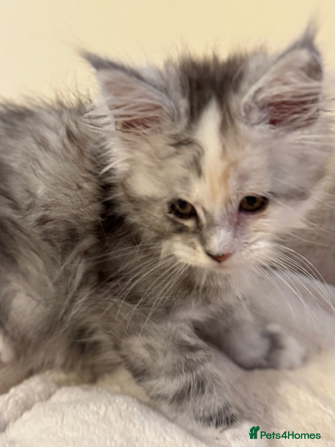 Maine Coon cats for sale: Perfect Maine Coon kittens from Shaded parents  - Image 2