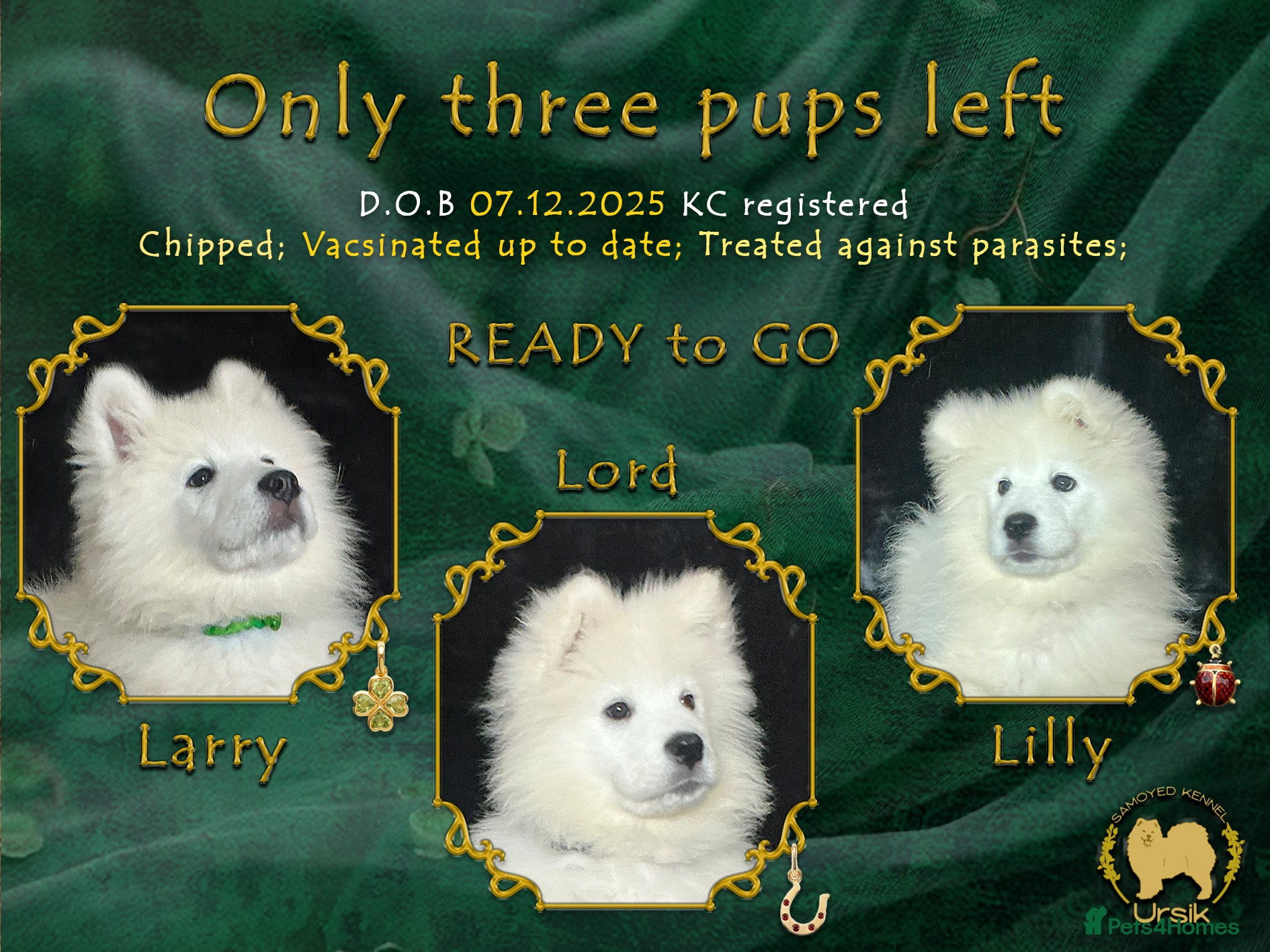 Samoyed dogs KC registered Champion offspring    - Advert 1