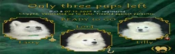 Samoyed dogs for sale: KC registered Champion offspring    - Advert 1