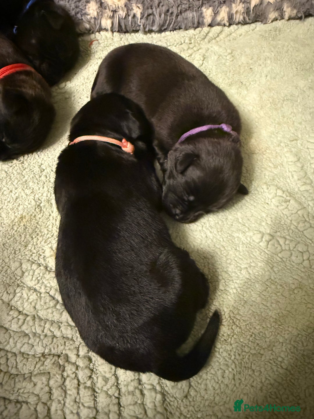Mixed Breed dogs for sale: Mastador pups - Image 10