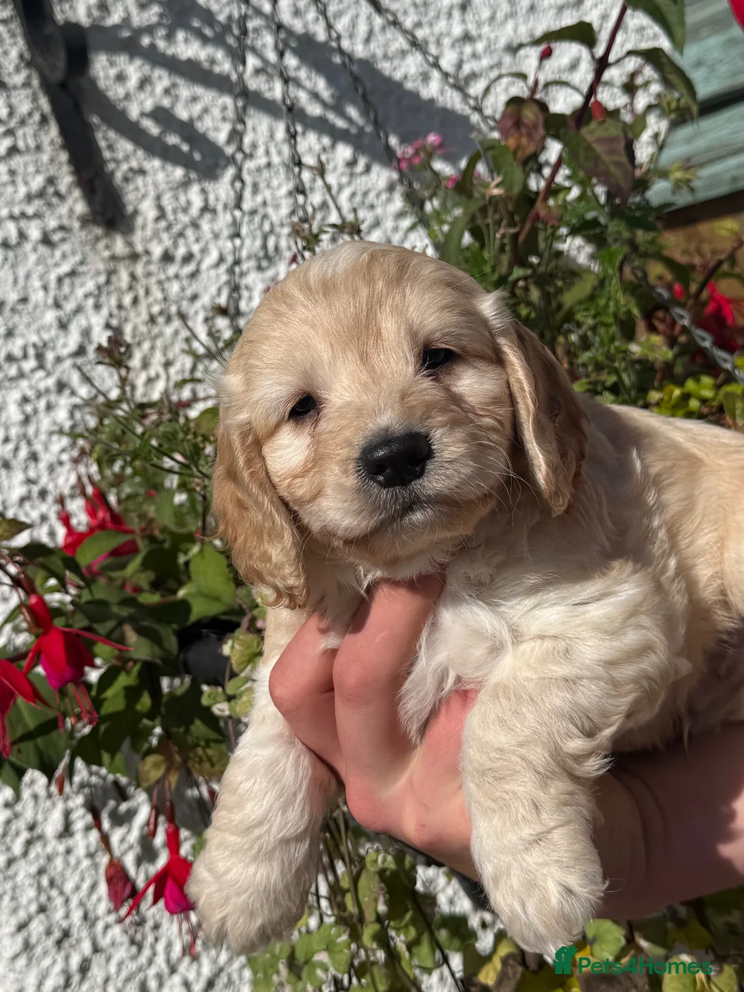 Cockapoo dogs for sale: F1 Cockapoo - Advert 1