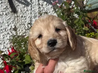 Cockapoo dogs F1 Cockapoo - Advert 5