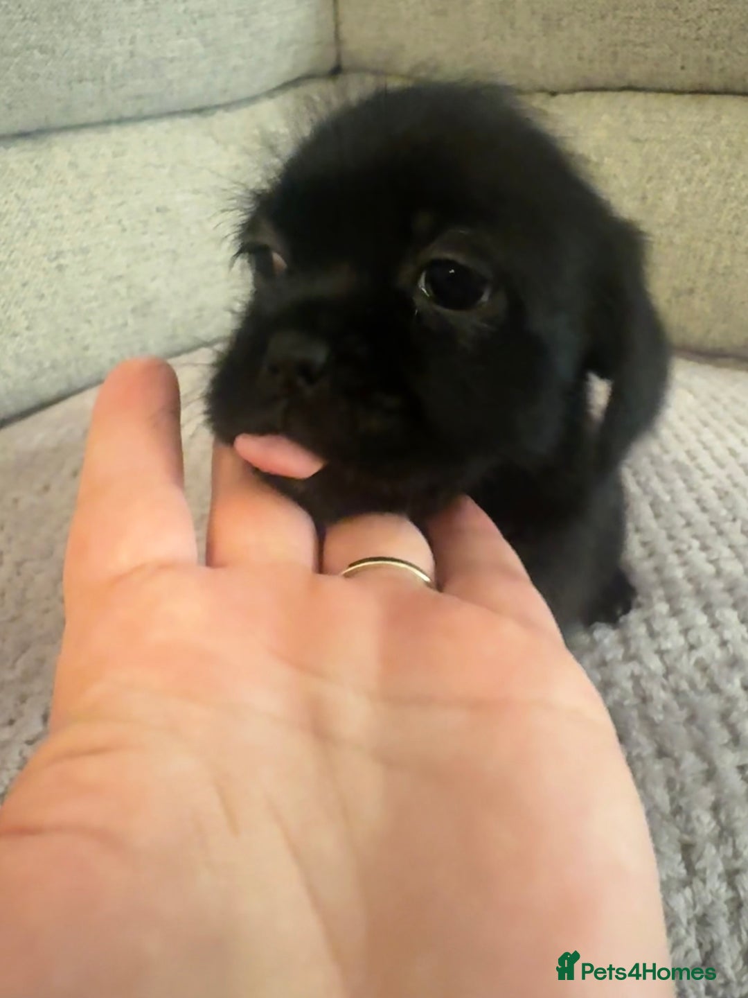 Mixed Breed dogs for sale: Shih Tzu cross patterdale pups - Advert 8