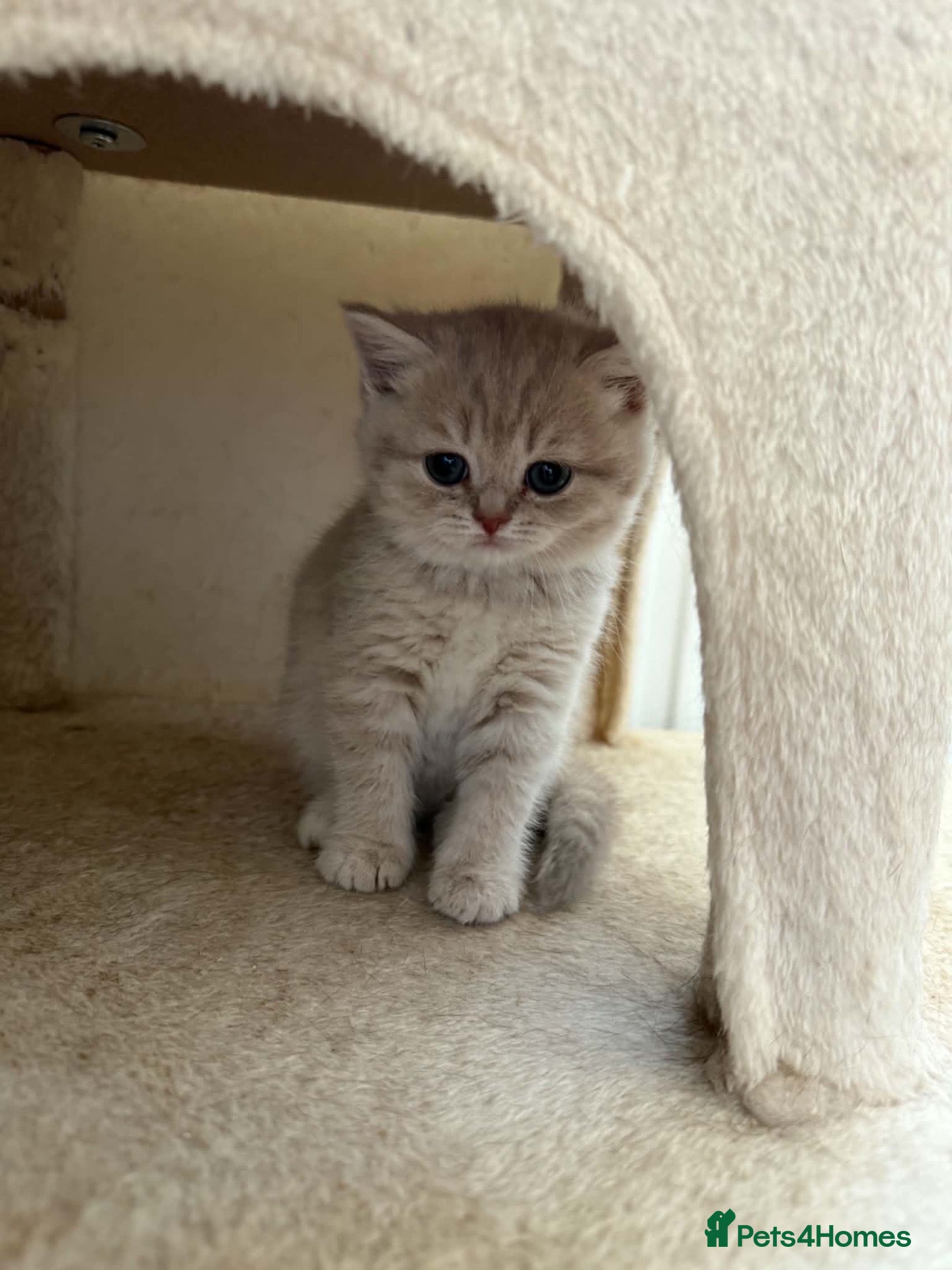 Scottish Fold cats Exceptional litter of Scottish fold/ straight😍😍 - Advert 2