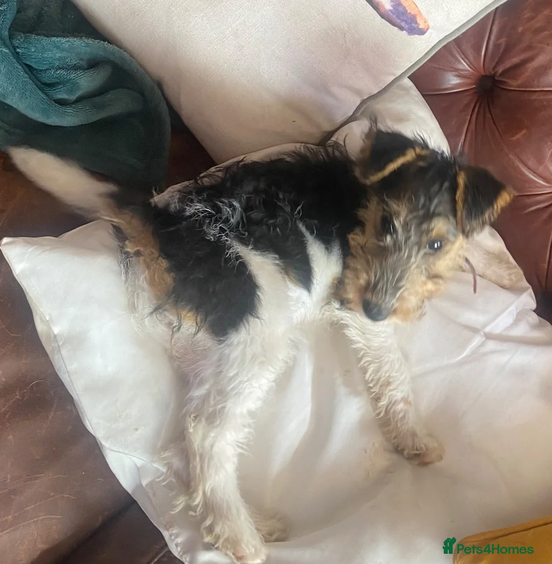 Fox Terrier dogs for sale: Fox terrier female puppy - Advert 4