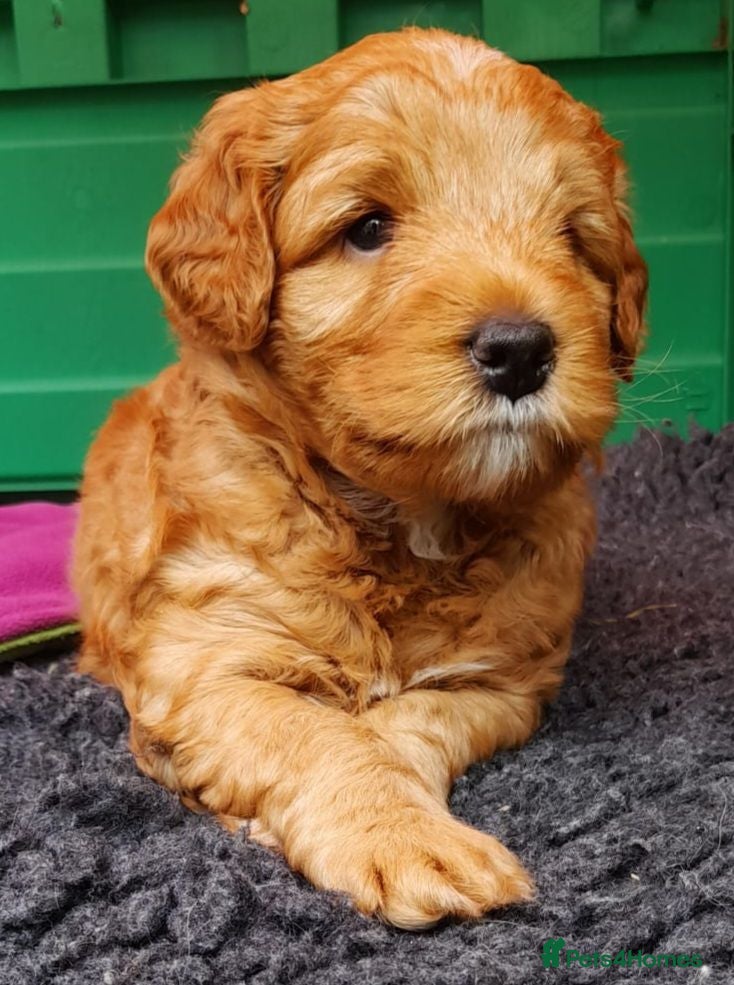 Australian Labradoodle dogs Health tested Australian Double Doodle  - Advert 2