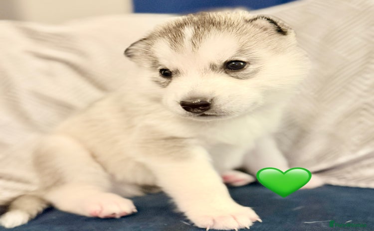 Siberian Husky dogs - Advert 14