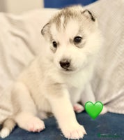 Siberian Husky dogs Fluffy Siberian Husky Puppies - Advert 4