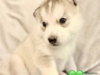 Siberian Husky dogs Fluffy Siberian Husky Puppies - Advert 2