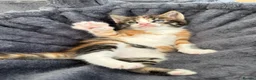 Maine Coon cats for sale: LAST FEMALE TORTOISESHELL MAINE COON X  - Advert 6