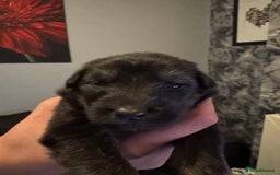German Shepherd dogs for sale: German shepherd puppies - Image 4