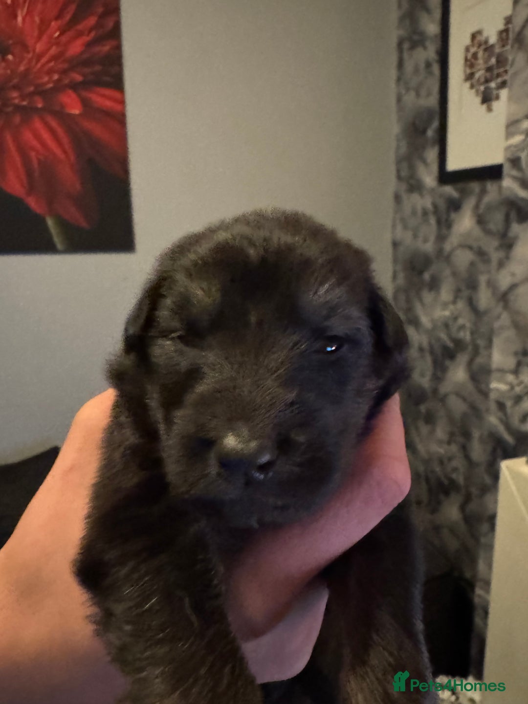 German Shepherd dogs for sale: German shepherd puppies - Image 4