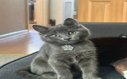 Mixed Breed cats for sale: Female Grey Kitten  - Image 1
