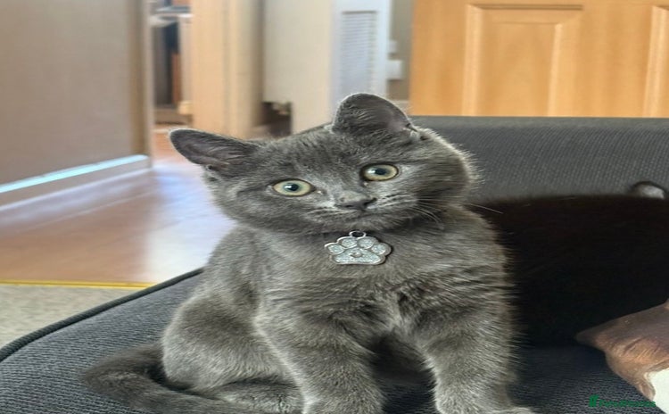Mixed Breed cats - Advert 4