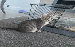 Bengal cats for sale: Kimba - Image 1
