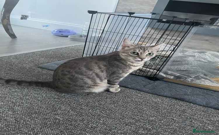 Bengal cats - Advert 11