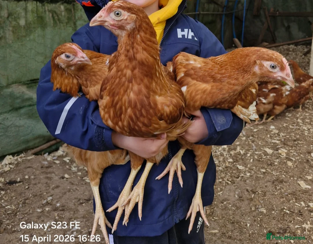 Chickens poultry for sale: Bovan Brown chickens  - Advert 1