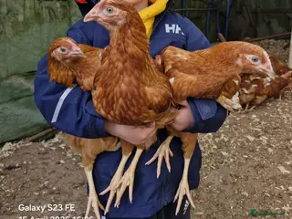 Chickens poultry Bovan Brown chickens - Advert 11