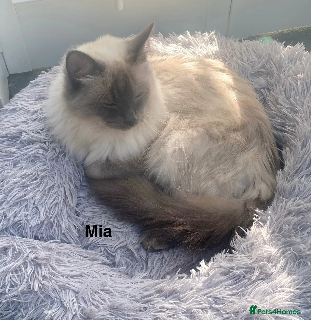 Ragdoll cats for sale: Ragdoll Cross Kittens Looking for Forever Home - Advert 25
