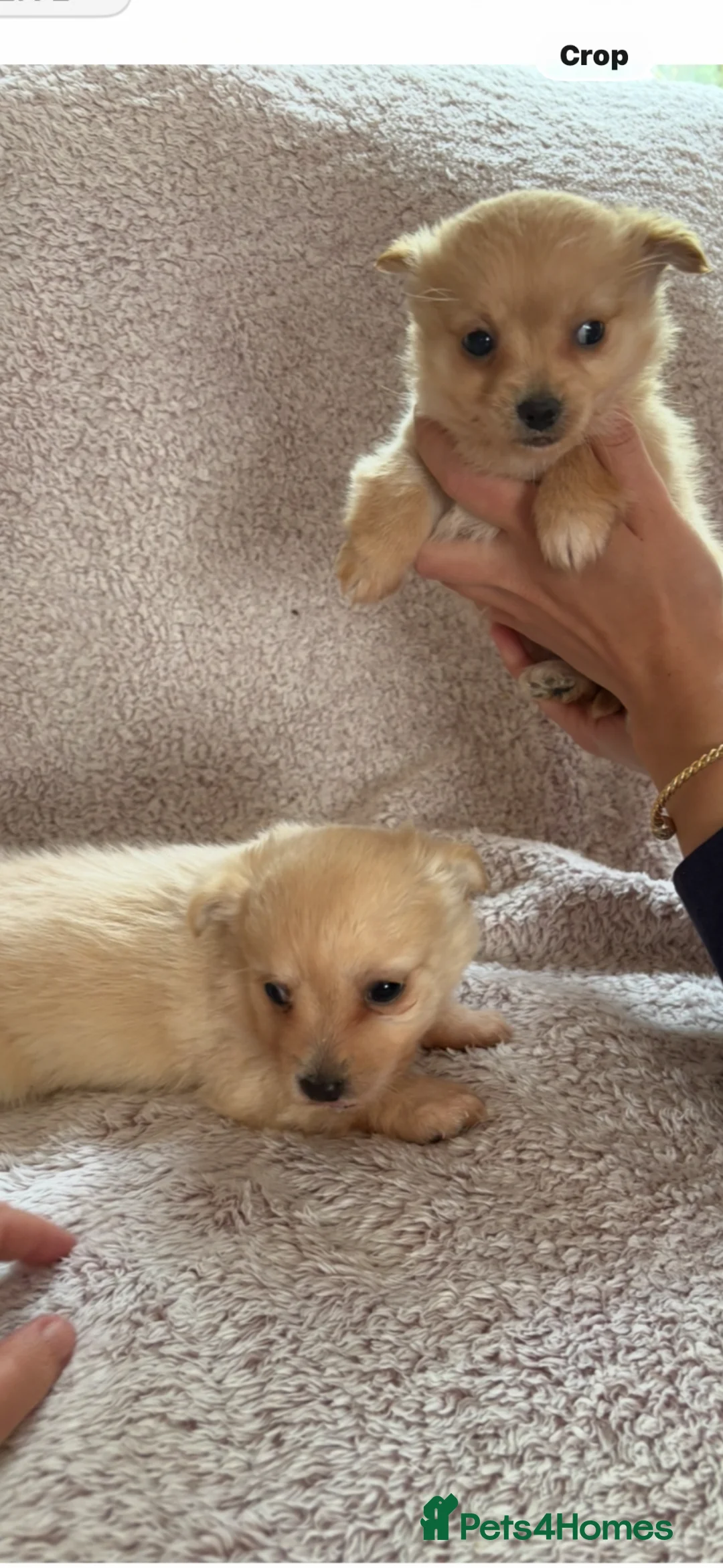 Pomchi dogs for sale: Chihuahua x Pomeranian  in Tilbury - Advert 2